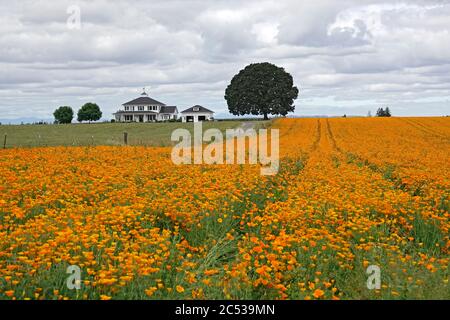 Ein Feld von kalifornischem Mohn, das auf einer Farm im Willamette Valley in der Nähe der Stadt Silverton, Oregon, wächst. Stockfoto