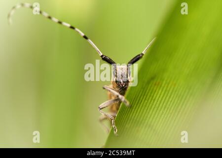 Makro-Nahaufnahme von Agapanthia villosoviridescens oder goldblühtem grauem Langhornkäfer auf grünem Blatt Stockfoto