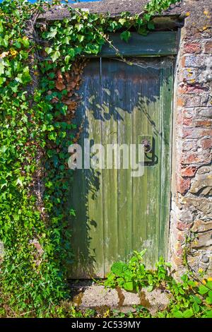 Grüne Tür umgeben von Ivy Stockfoto