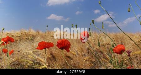 Wilde Sommerblumen neben Getreidefeldern in Mecklenburg Vorpommern, Deutschland Stockfoto