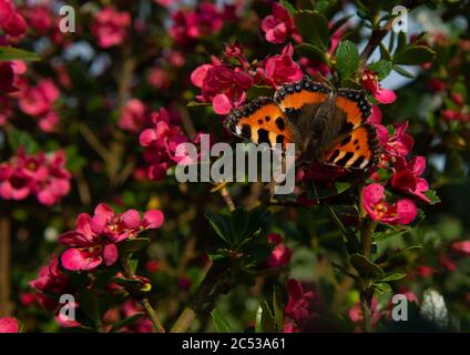 Schildkröte Muschel Schmetterling Barsche auf rosa Sommerblumen in strahlendem Sonnenschein im ländlichen Nordirland Stockfoto