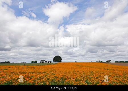 Ein Feld von kalifornischem Mohn, das auf einer Farm im Willamette Valley in der Nähe der Stadt Silverton, Oregon, wächst. Stockfoto