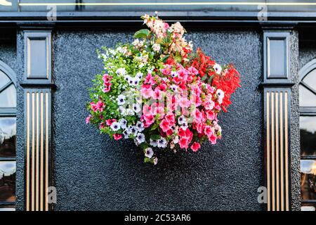 Blumen an einer Hauswand in Waterford, Republik Irland. Stockfoto