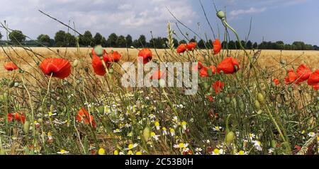 Wilde Sommerblumen neben Getreidefeldern in Mecklenburg Vorpommern, Deutschland Stockfoto