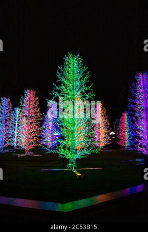 Ashas Bäume" von Adam Dekolicht in Canary Wharf Winter Lights Festival 2019, London, UK Stockfoto