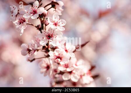 Nahaufnahme von rosa und weißen Blüten auf einem Sandkirschstrauch im Frühjahr. Stockfoto