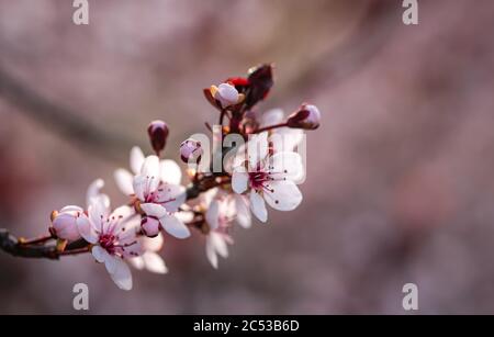 Nahaufnahme von rosa und weißen Blüten auf einem Sandkirschstrauch im Frühjahr. Stockfoto