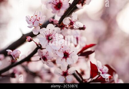 Nahaufnahme von rosa und weißen Blüten auf einem Sandkirschstrauch im Frühjahr. Stockfoto
