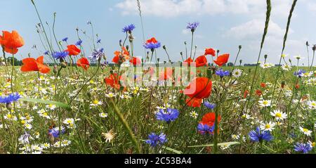 Wilde Sommerblumen neben Getreidefeldern in Mecklenburg Vorpommern, Deutschland Stockfoto