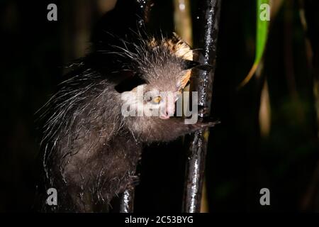 Ein seltener aye-aye Lemur, wenn es regnet Stockfoto