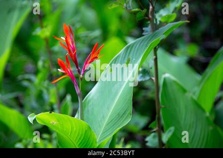 Eine schöne rote Blume inmitten von grünem Laub und Blättern Stockfoto