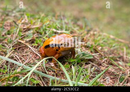 Ein großer oranger Frosch sitzt im Gras Stockfoto