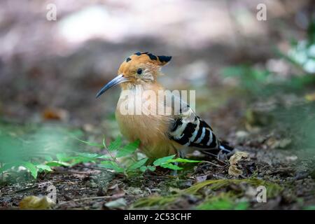 Ein endemischer Madagaskar-Wiedehopf-Vogel, mit einem bunten Gefieder Stockfoto