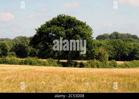 Ein Feld in der Gegend von Wealden in East Sussex in der Nähe des Dorfes Chiddingly. Die Landschaft hier ist weicher als der High Weald im Norden. Stockfoto