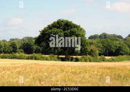 Ein Feld in der Gegend von Wealden in East Sussex in der Nähe des Dorfes Chiddingly. Die Landschaft hier ist weicher als der High Weald im Norden. Stockfoto