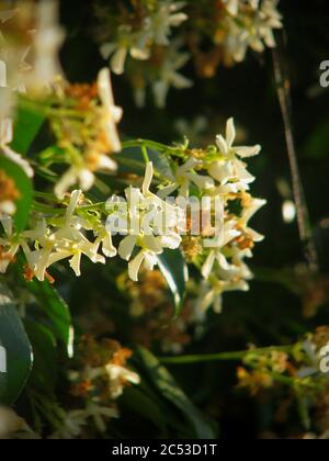 Vertikale Nahaufnahme von Jasminblüten und grünen Blättern unter Helles Sonnenlicht Stockfoto