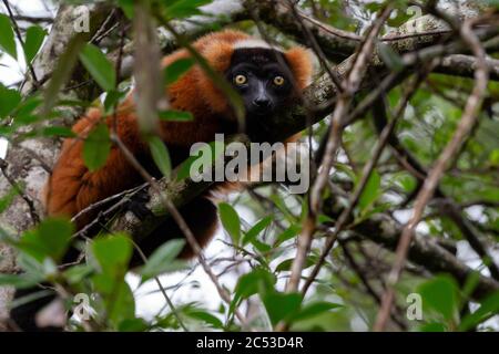 Ein roter Vari Lemur sitzt auf einem Ast eines Baumes Stockfoto