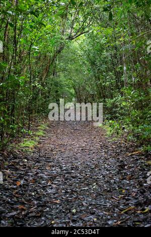 Die Landschaftsaufnahmen von grünen Feldern und Landschaften auf der Insel Madagaskar Stockfoto