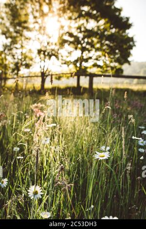 Frische grüne Frühlingswiese voller Blumen und Gänseblümchen während Der Frühlingssonnenaufgang mit Sonnenlicht, das durch den Baum geht Im Hintergrund Stockfoto