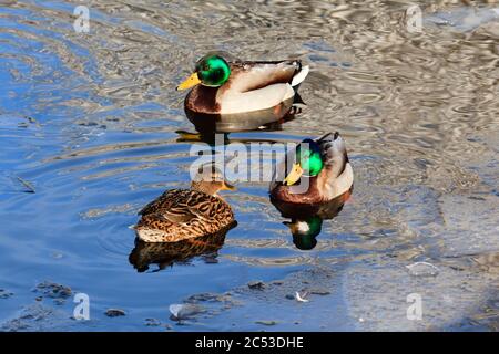 Stockenten, männlich und weiblich, Deutschland (Anas platyrhynchos) Stockfoto