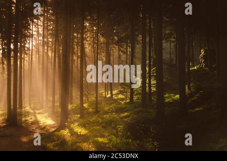 Goldene Sonnenstrahlen der aufgehenden Sonne, die während des nebligen Frühlings in den Lausitzer Bergen durch den Wald leuchten Stockfoto