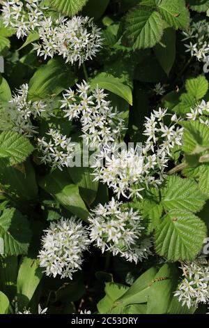Vertikale Aufnahme von Clematis recta umgeben von viel Grün unter dem Sonnenlicht Stockfoto