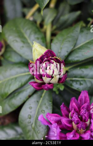 Vertikale Aufnahme von violetten Rhododendronblüten unter dem Sonnenlicht mit Ein verschwommener Hintergrund Stockfoto