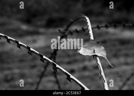 Indien-Pakistan Grenze, Jammu, Indien. Der Anblick von Ketten und Stacheldraht sind in Jammu & Kaschmir üblich, was auf die Anwesenheit der Streitkräfte und anzeigt Stockfoto