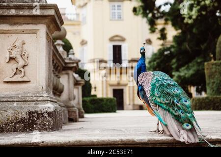 Farbenfroher Pfau auf der Steintreppe zum Schlossgarten mit verwackelt gelbem Schloss im Hintergrund während des sonnigen Tages Stockfoto
