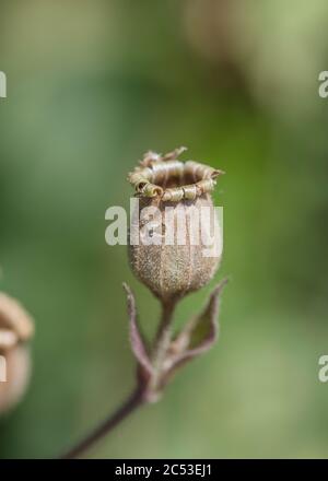 Nahaufnahme eines hochgedrehten glockenförmigen offenen Samenstiels von Red Campion / Silene dioica. Gewöhnliches Heckengraskraut in Großbritannien. Stockfoto