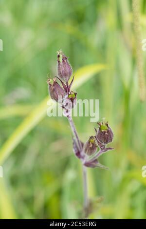 Unreife Samenschoten von Red Campion / Silene dioica entwickeln sich auf einer Pflanze nach Blütenblatt Tropfen. Campion ist eine gemeinsame UK Unkraut / Wildblume. Stockfoto