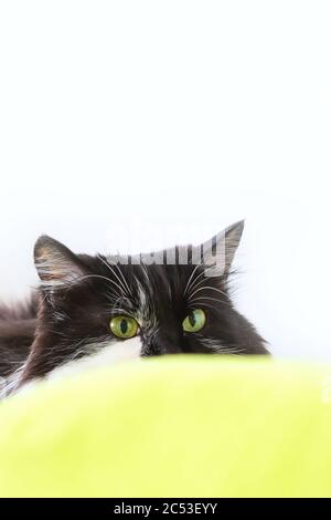 Katze mit wilden Augen bereit, um anzugreifen, kopieren Raum weißen Hintergrund Stockfoto