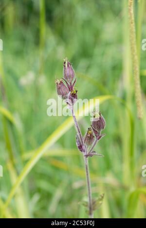 Unreife Samenschoten von Red Campion / Silene dioica entwickeln sich auf einer Pflanze nach Blütenblatt Tropfen. Campion ist eine gemeinsame UK Unkraut / Wildblume. Stockfoto