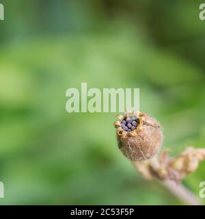 Makroaufnahme von schwärzlichen Samen / Saatkopf von Red Campion / Silene dioica in der offenen Samenschote. Stockfoto