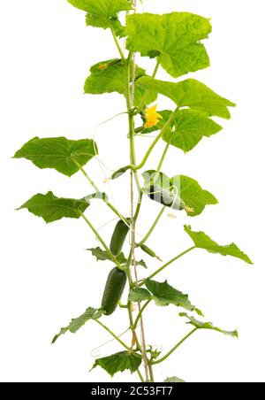 Gurkenpflanze. Gurke mit Blättern und Blumen isoliert auf weißem Hintergrund. Wachsende Gurkenpflanze im Garten. Stockfoto