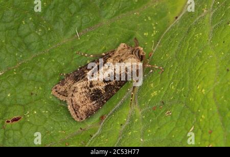 Herz- und Klubmotte (Agrotis clavis) Erwachsener in Ruhe auf Blatt Eccles-on-Sea, Norfolk, Großbritannien Juni Stockfoto