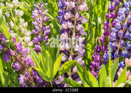 Blüten von blauer und violetter Lupine auf dem Feld in natürlichem Sonnenlicht. Stockfoto