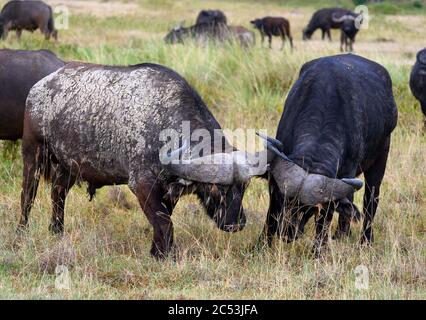 Zwei männliche Büffelhörner. Afrikanische Büffel oder Kapbüffel (Syncerus caffer), Lake Nakuru National Park, Kenia, Afrika Stockfoto