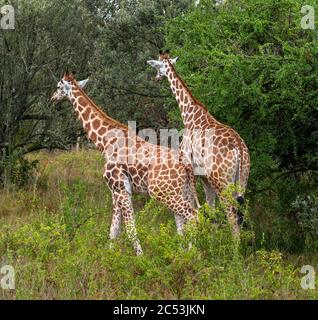 Paar Rothschilds Giraffe (Giraffa camelopardalis rothschildi), Lake Nakuru National Park, Kenia, Afrika Stockfoto