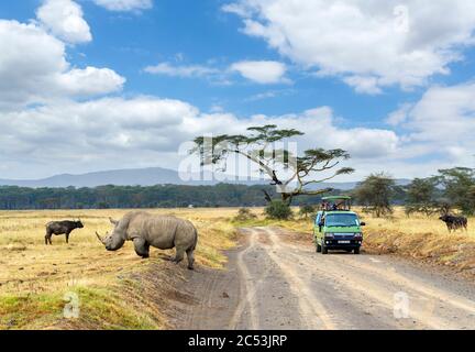 Touristen in einem Safaribuan, die Fotos von einem weißen Nashorn (Ceratotherium simum), Lake Nakuru National Park, Kenia, Afrika Stockfoto