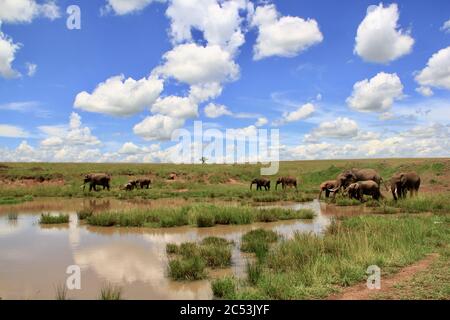 Eine durstige Elefantenherde am Wasserloch in der kenianischen Savanne, die in der Mittagshitze abkühlt Stockfoto