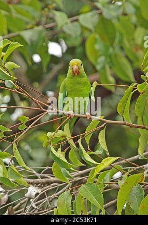 Cobalt-winged Parakeet (Sperlingsvögel cyanoptera cyanoptera) Erwachsenen auf dem Zweig Sabonita, Inirida, Kolumbien November gehockt Stockfoto