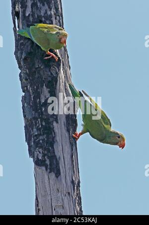 Kobaltflügelsittich (Brotogeris cyanoptera cyanoptera), ein Paar, das sich an einem toten Baum anklammert Sabonita, Inirida, Kolumbien November Stockfoto