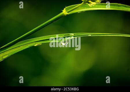 Tau auf dem Rasen Stockfoto