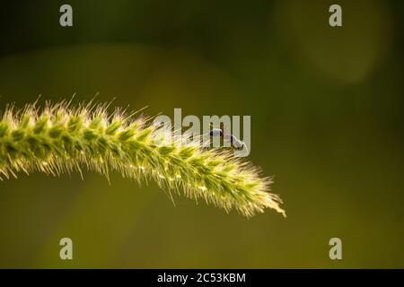 Ameise auf Gras Blume Stockfoto