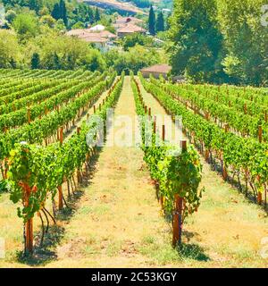 Weinberg in der Nähe eines Dorfes. Ländliche Landschaft am Sommer sonnigen Tag, Landschaft Stockfoto