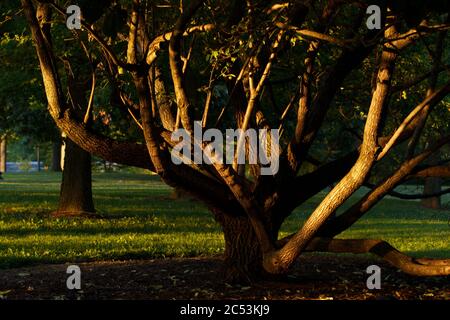 Constitution Gardens auf der National Mall in Washington, DC. Stockfoto