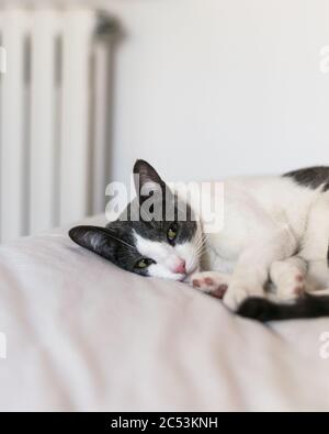 Die Katze schläft auf dem Bett aus der Nähe. Stockfoto