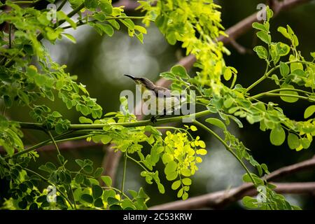 Sunbird Stockfoto