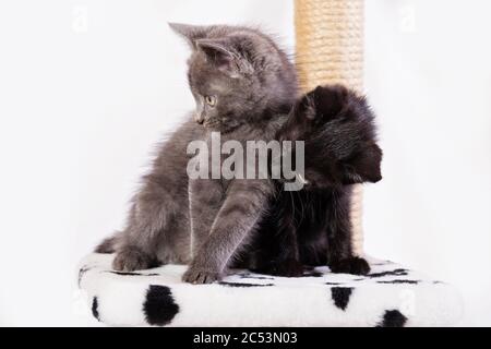 Zwei kleine lustige Kätzchen, grau und schwarz, sitzen auf dem Spielkomplex. Kätzchen klammerten sich aneinander. Stockfoto